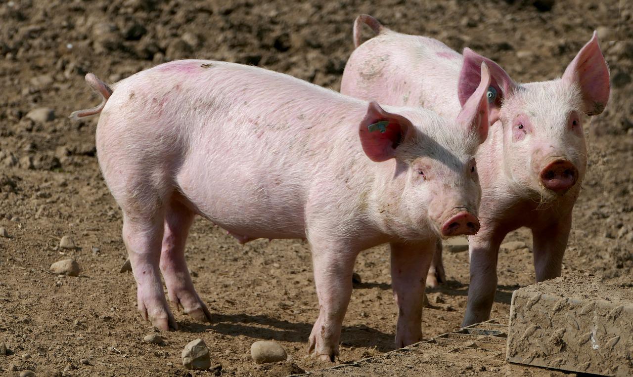 Italia confirma PPA en cerdo doméstico
