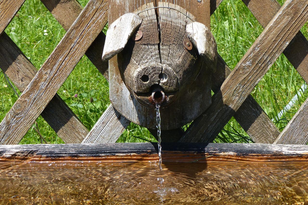 agua en el sector porcino